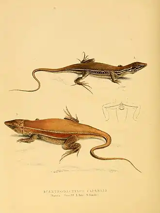 Description de l'image Illustrations of the zoology of South Africa (6263864600).jpg.