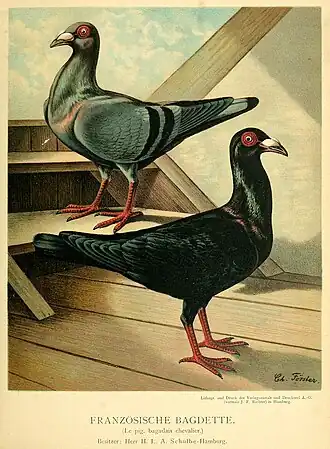Illustration de Bagadais français (années 1880).
