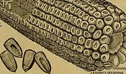 épi de maïs à 16-24 rangs