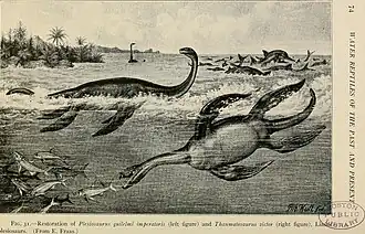 Seeleyosaurus (à gauche) et Thaumatosaurus, maintenant Meyerasaurus (à droite) tels que représentés dans Water reptiles of the past and present en 1914.