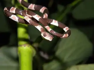 Description de l'image Imantodes tenuissimus.jpg.