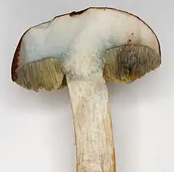 Chair non bleuissante à la coupe ou alors légèrement au-dessus des tubes.