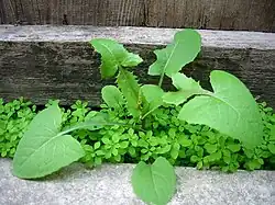 Laiteron maraîcher et cortège de jeunes Euphorbes poussant sous une porte.