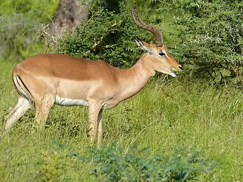Impala mâle, (Parc national Kruger, Afrique du Sud).