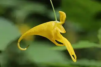 La fleur, long cornet terminé par un éperon recourbé et son pédoncule.