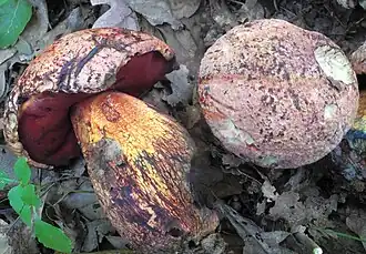 Description de cette image, également commentée ci-après