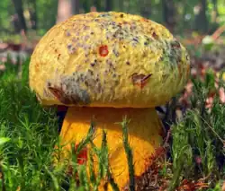 Imperator rhodopurpureus var. xanthopurpureus, toxique.