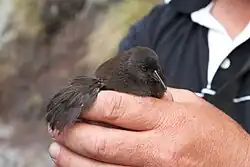 Un petit râle noir est tenu dans une main, montrant une petite aile, inadaptée au vol.