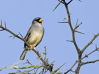 Description de l'image Incaspiza watkinsi - Little Inca-Finch (cropped).jpg.