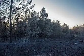 Effets de l'incendie du 19 avril 2015 en lisère de forêt.