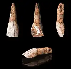 Incisive de bovidé percée – Gravettien - coll. Félix Régnault – MHNT.