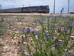 L'Indian Pacific à Cook.