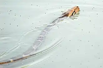 Python molure  nageant (Inde).