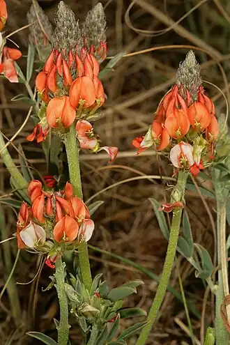 Description de l'image Indigastrum burkeanum 1DS-II 2-0995.jpg.