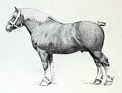 Dessin d'un cheval de trait au crayon.