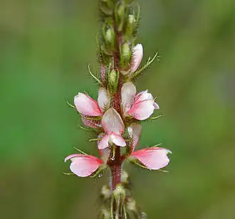 Description de l'image Indigofera astragalina (Phulzadi) in Hyderabad, AP W IMG 0204.jpg.