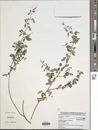 Indigofera deightonii.