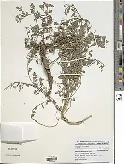 Indigofera hendecaphylla.