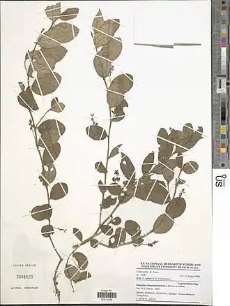 Indigofera nummulariifolia.