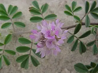 Description de l'image Indigofera sabulicola.jpg.