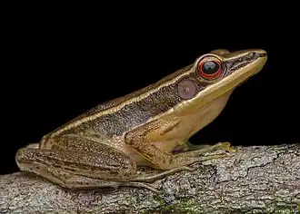 Description de l'image Indosylvirana intermedia.jpg.