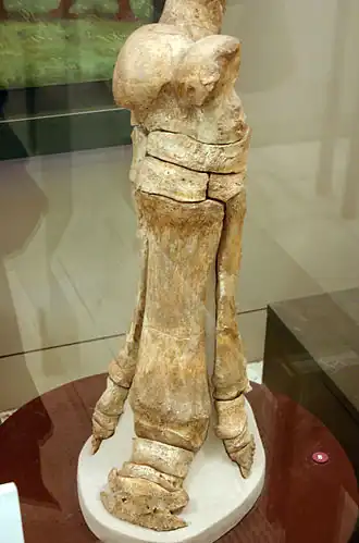 Grande patte fossile exposée dans un musée.