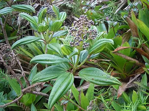 Infructescence de Miconia coriacea photographiées à la Soufrière.