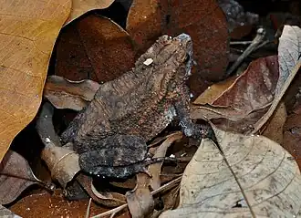 Description de l'image Inge quadri 100622-4551 mms.jpg.