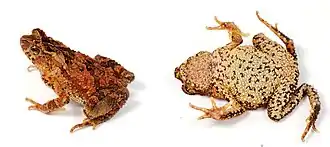 Description de l'image Ingerophrynus divergens (10.3897-evolsyst.2.27020) Figure 1 (cropped).jpg.