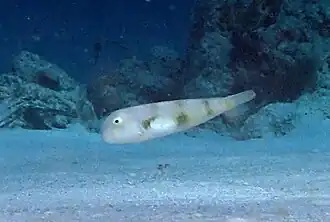 Un labre-rasoir Iniistius aneitensis