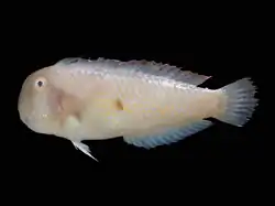 Iniistius bimaculatus