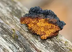 Chancre, partie interne.