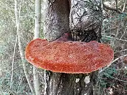 Inonotus quercustris