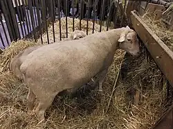 Mouton Romane (INRA 401)