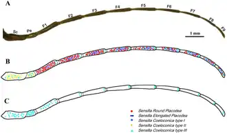 Song et al. : Aperçu de la morphologie générale des antennes et sensilles de l'espèce mâle Cybister japonicus