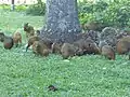 Agoutis (en portugais cutia) au Campo de Santana ou Praça da República. Ce mammifère terrestre d'Amérique tropicale est l'une des característiques les plus célèbres de ce parc.