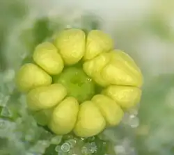 Fleur avant l’anthèse(sans ses sépales);5 grandes anthères jaunes bilobées, au centre : l’ovaire