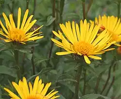 Inula hirta