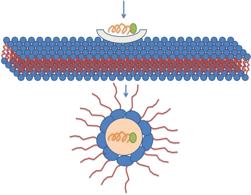 Représentation schématique d'une translocation transmembranaire par micelle inversée.