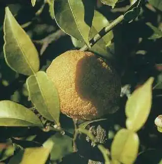 Description de l'image Ipapeda.jpg.