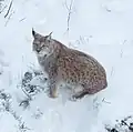 Lynx