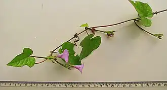 Description de l'image Ipomoea tiliacea (Willd.) Choisy (2574616591).jpg.