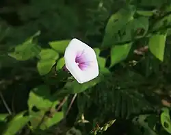Ipomoea trifida.