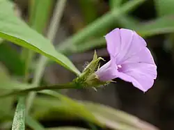 Ipomoea triloba.