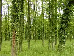 Le lierre escalade spontanément les arbres ou obstacles quand il est exposé à la lumière, Osnabrück, Basse-Saxe.
