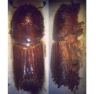 Description de cette image, également commentée ci-après