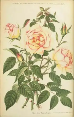 Image illustrative de l’article Irène Watts