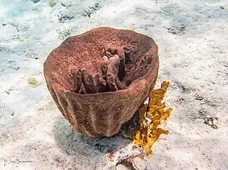 Description de cette image, également commentée ci-après