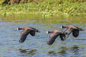 Dendrocygnes veufs dans le Pantanal en mai 2015.