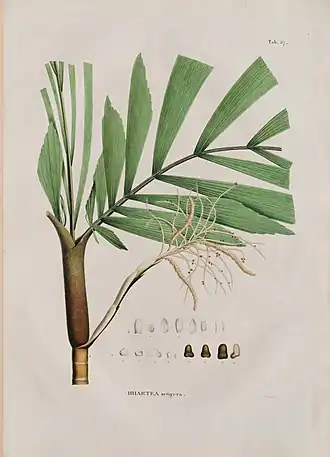 Description de l'image Iriartea setigera, da Coleção Brasiliana Iconográfica.jpg.